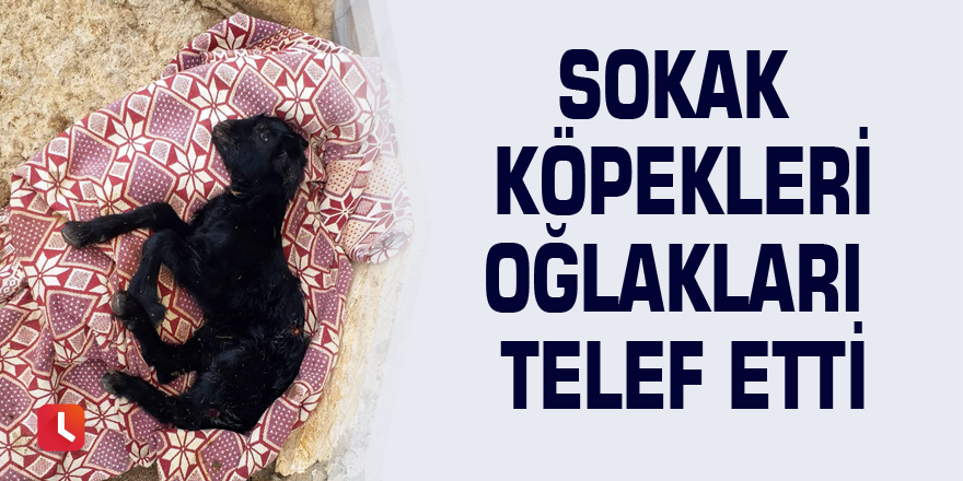 Sokak köpekleri oğlakları telef etti