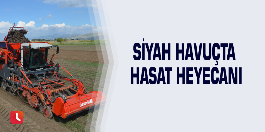 Siyah havuçta hasat heyecanı