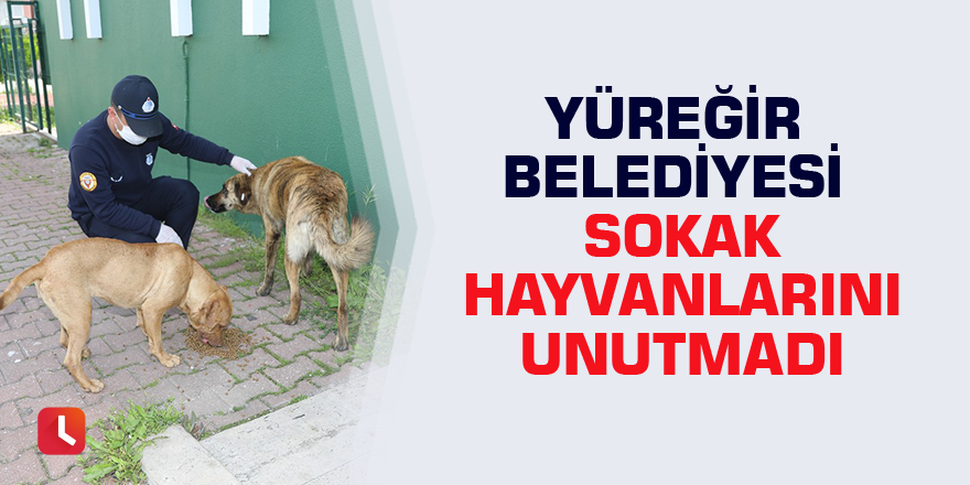 Yüreğir Belediyesi sokak hayvanlarını unutmadı