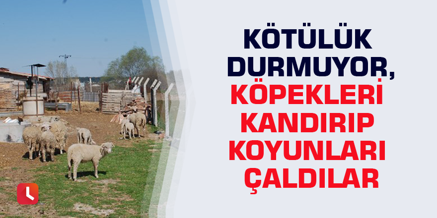 Kötülük durmuyor,köpekleri kandırıp koyunları çaldılar