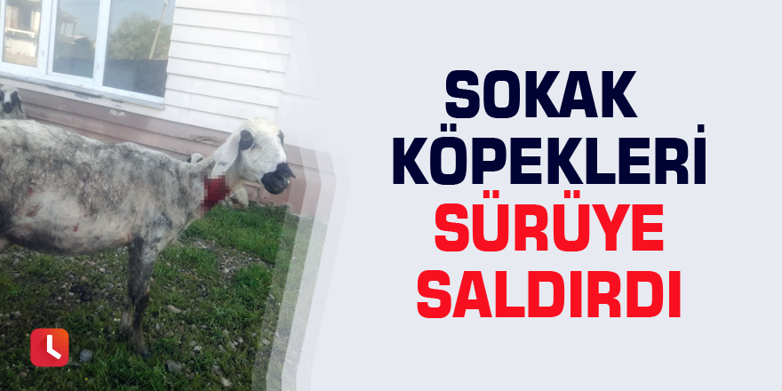 Sokak köpekleri sürüye saldırdı