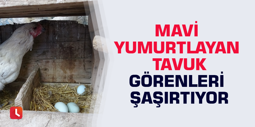 Mavi yumurtlayan tavuk görenleri şaşırtıyor