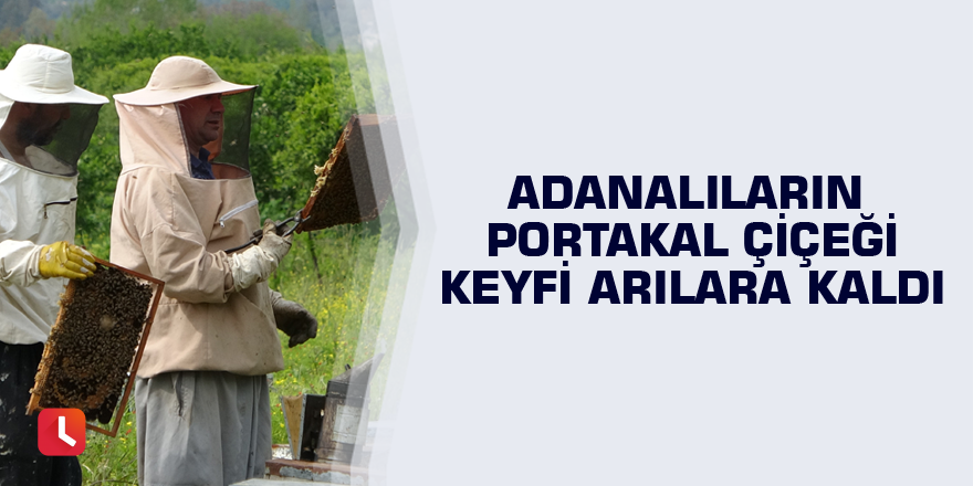 Adanalıların portakal çiçeği keyfi arılara kaldı