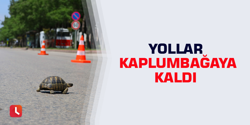 Yollar kaplumbağaya kaldı