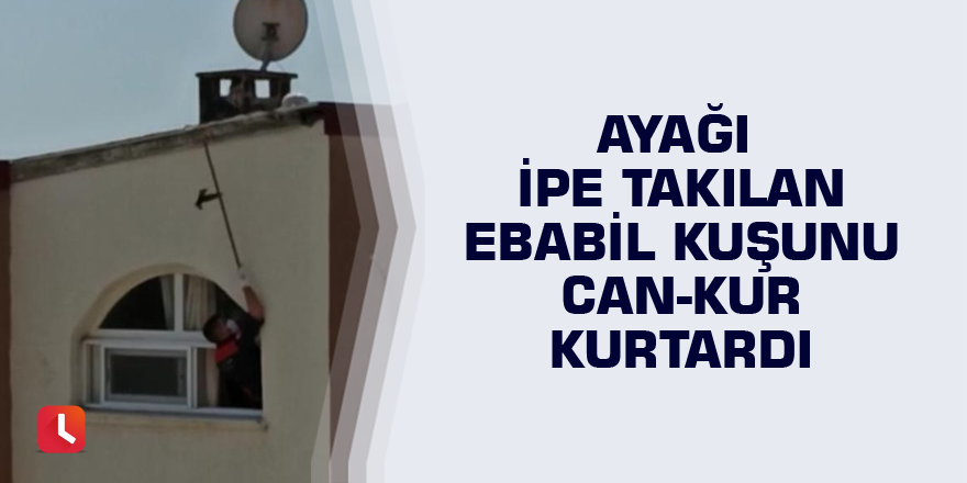 Ayağı ipe takılan Ebabil kuşunu Can-Kur kurtardı