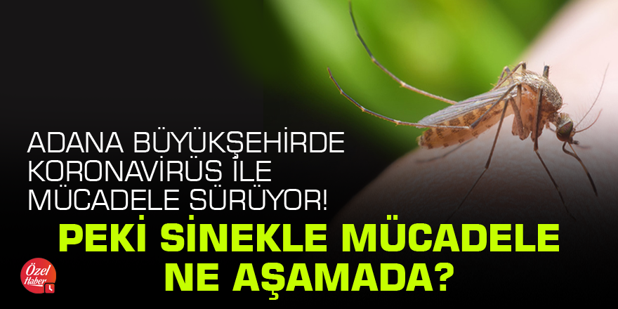 Adana'da koronavirüs ile mücadele sürüyor! Peki sinekle mücadele ne aşamada?