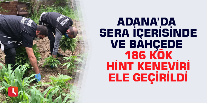 Adana’da sera içerisinde ve bahçede 186 kök Hint keneviri ele geçirildi