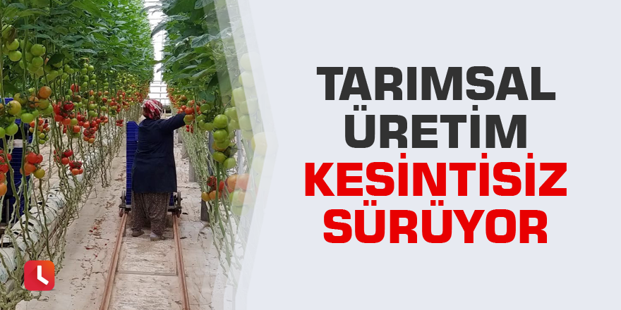 Tarımsal üretim kesintisiz sürüyor