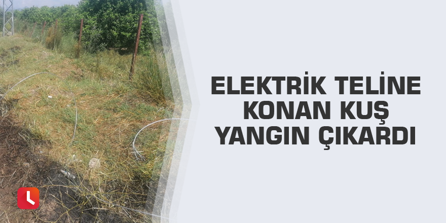 Elektrik teline konan kuş yangın çıkardı