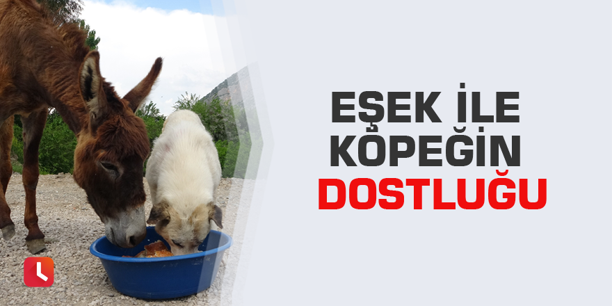 Eşek ile köpeğin dostluğu