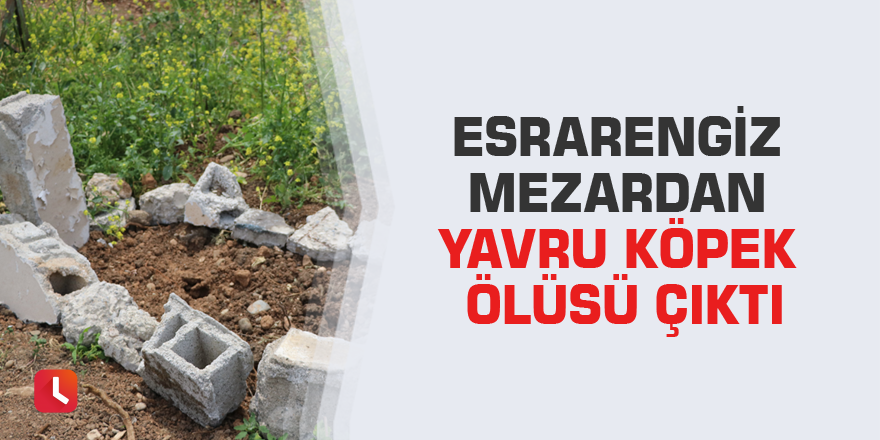 Esrarengiz mezardan yavru köpek ölüsü çıktı