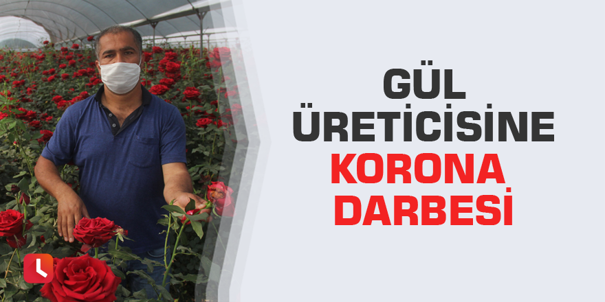 Gül üreticisine korona darbesi