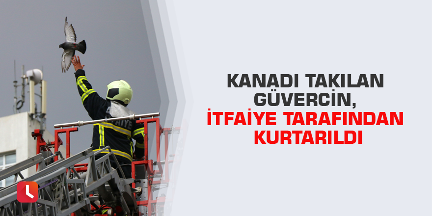 Kanadı takılan güvercin, itfaiye tarafından kurtarıldı