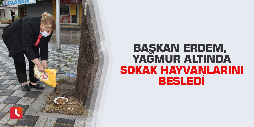 Başkan Erdem, yağmur altında sokak hayvanlarını besledi