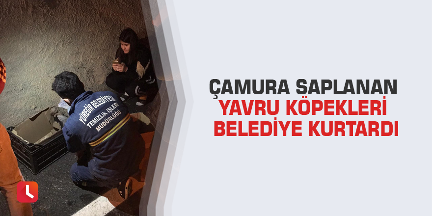 Çamura saplanan yavru köpekleri belediye kurtardı