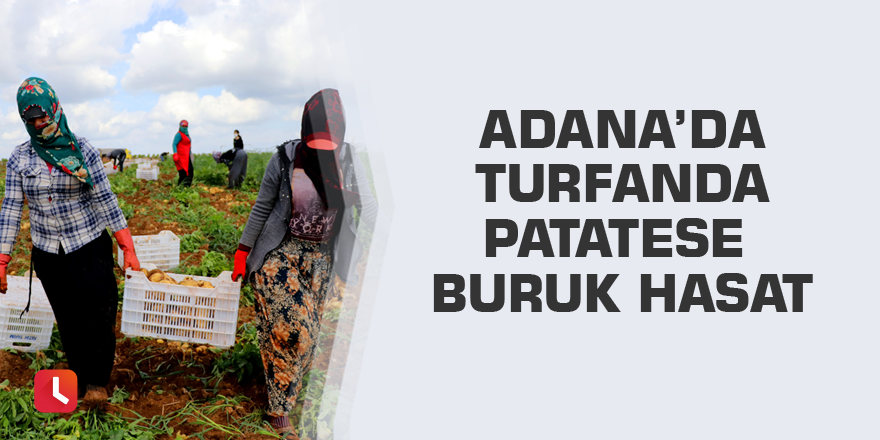 Adana’da turfanda patatese buruk hasat