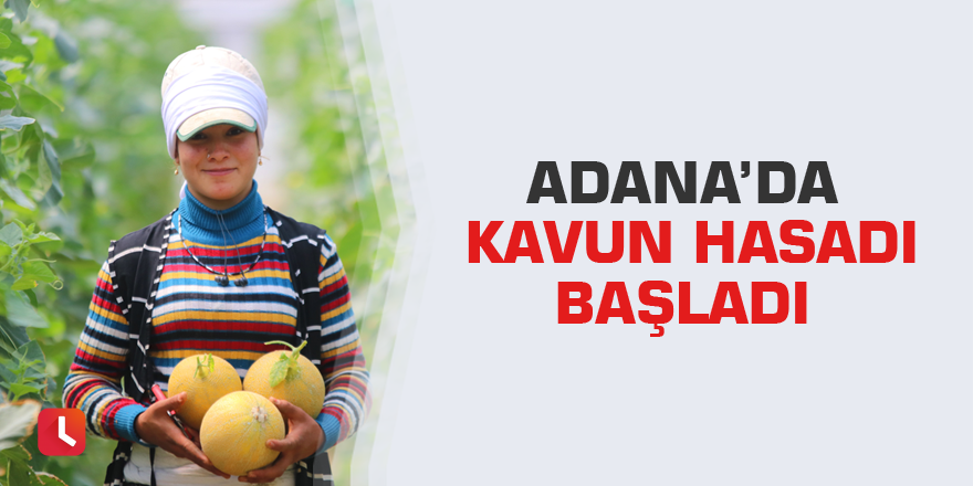 Adana’da kavun hasadı başladı