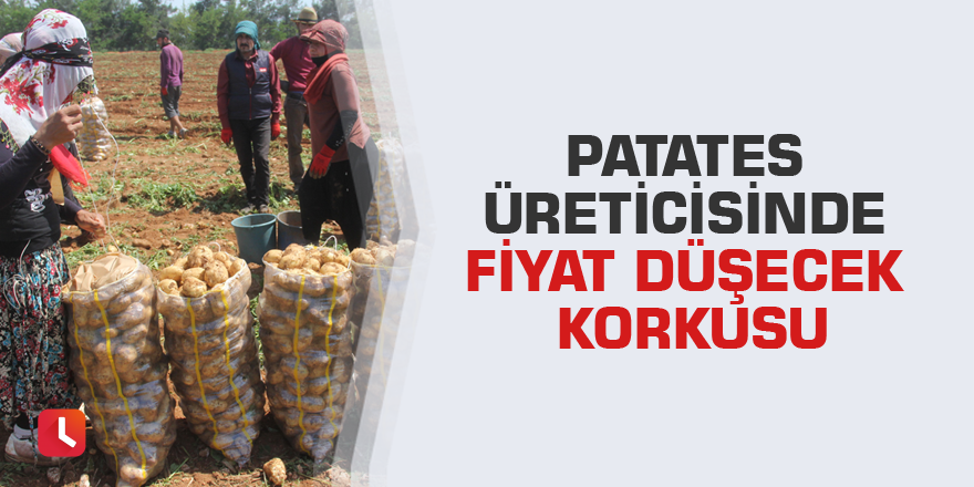 Patates üreticisinde fiyat düşecek korkusu