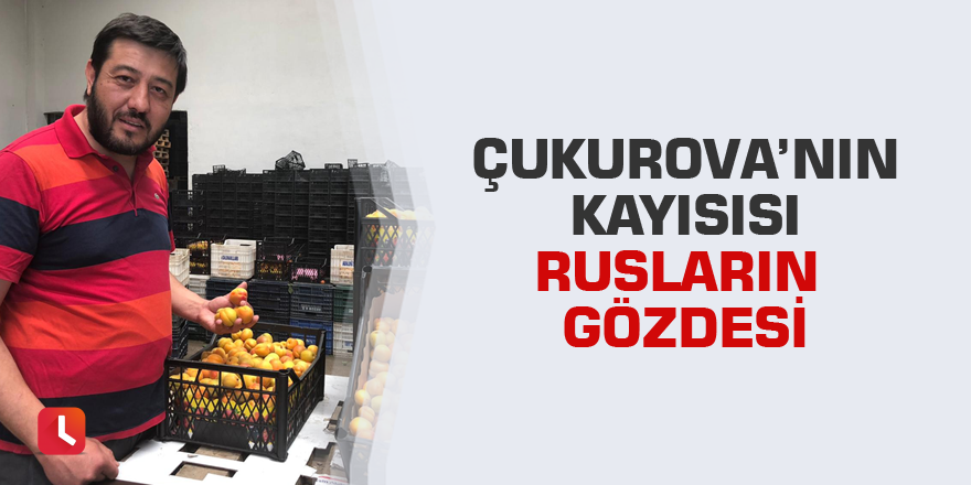 Çukurova’nın kayısısı Rusların gözdesi