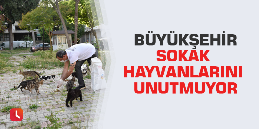 Büyükşehir sokak hayvanlarını unutmuyor