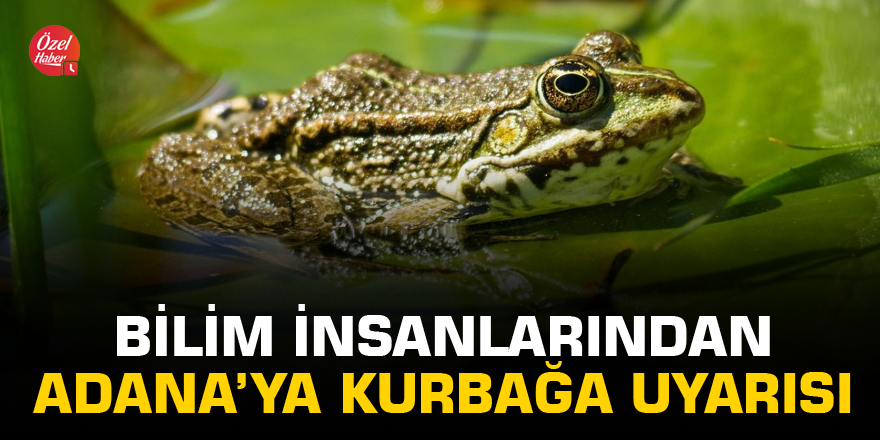 Bilim insanlarından Adana’ya Kurbağa uyarısı