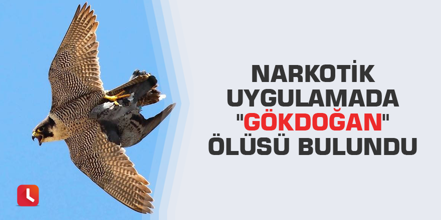 Narkotik uygulamada "Gökdoğan" ölüsü bulundu