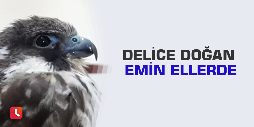 Delice doğan emin ellerde