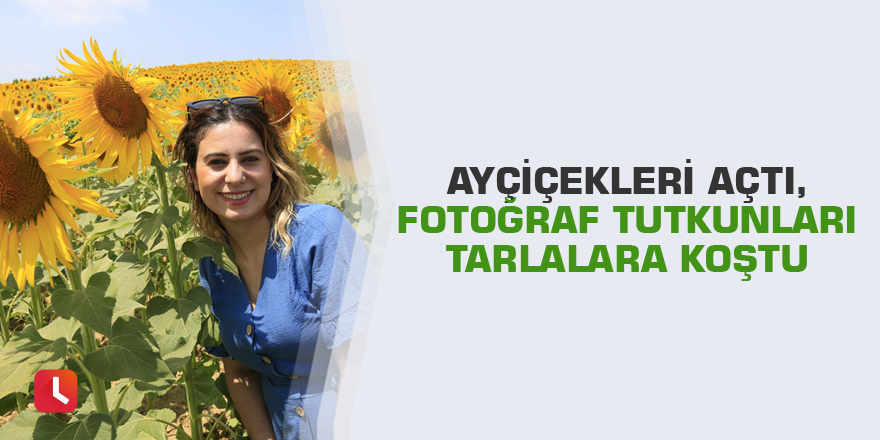 Ayçiçekleri açtı, fotoğraf tutkunları tarlalara koştu