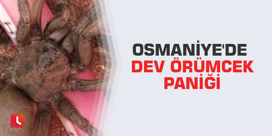 Osmaniye'de dev örümcek paniği