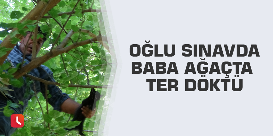 Oğlu sınavda baba ağaçta ter döktü