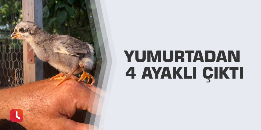 Yumurtadan 4 ayaklı çıktı