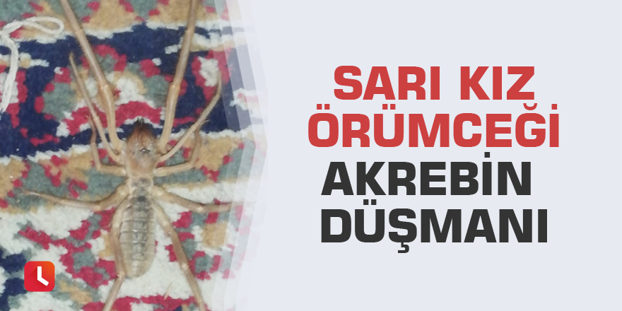 Sarı kız örümceği akrebin düşmanı