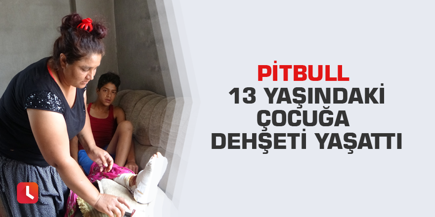 Pitbull 13 yaşındaki çocuğa dehşeti yaşattı