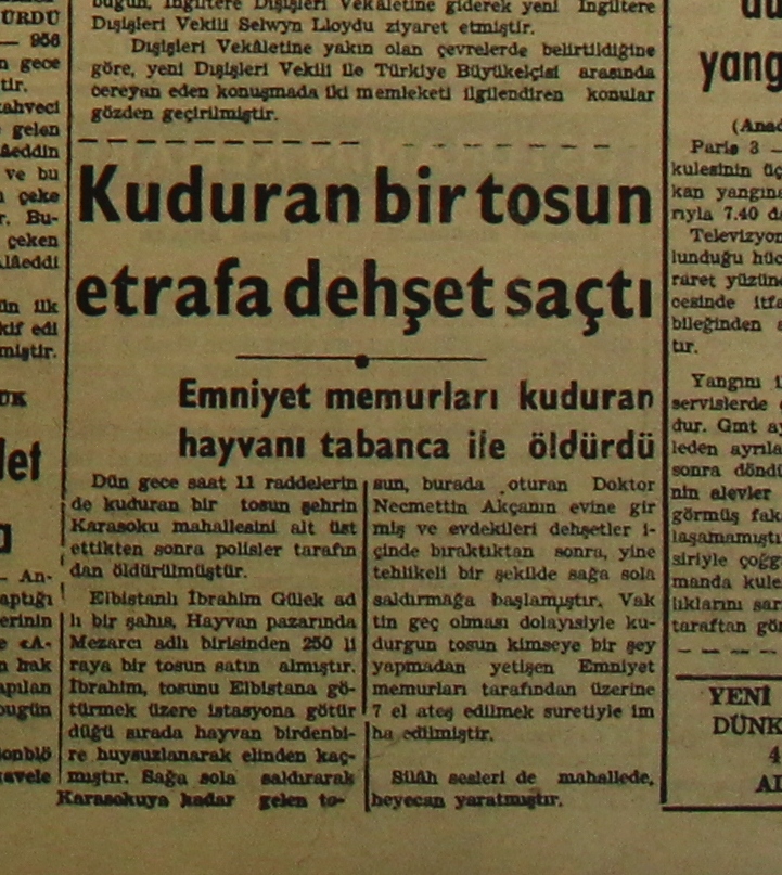 1956-01-04-kuduran-kurbanlik-tosun-ocak-1.jpg