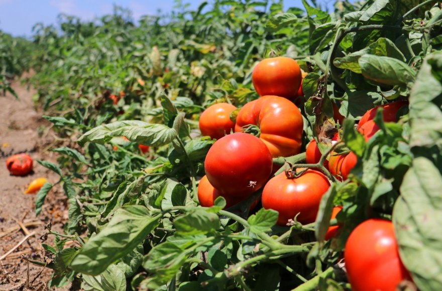 Domates verim ve fiyatıyla yüz güldürüyor