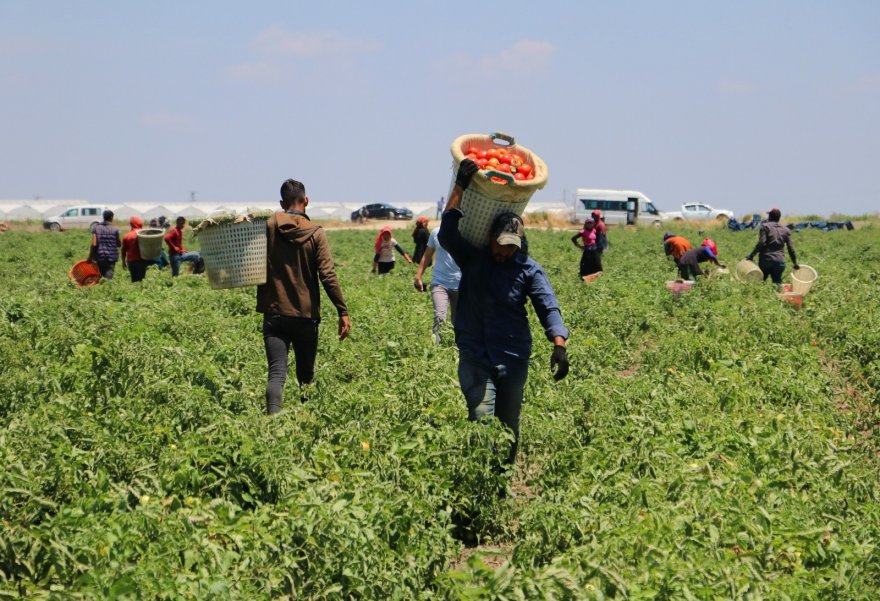 Domates verim ve fiyatıyla yüz güldürüyor