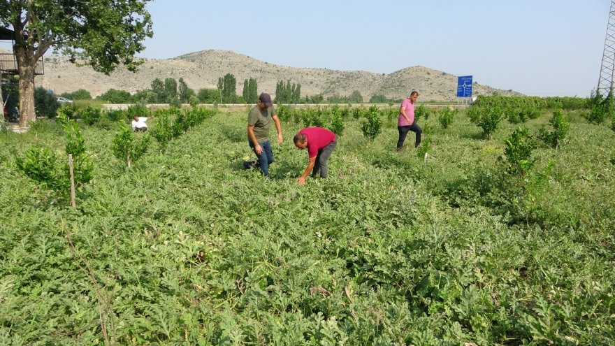 Adana karpuzu tarlada 35 kuruşa düştü