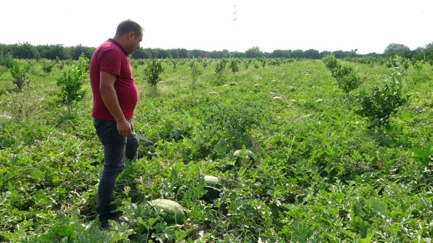 Adana karpuzu tarlada 35 kuruşa düştü