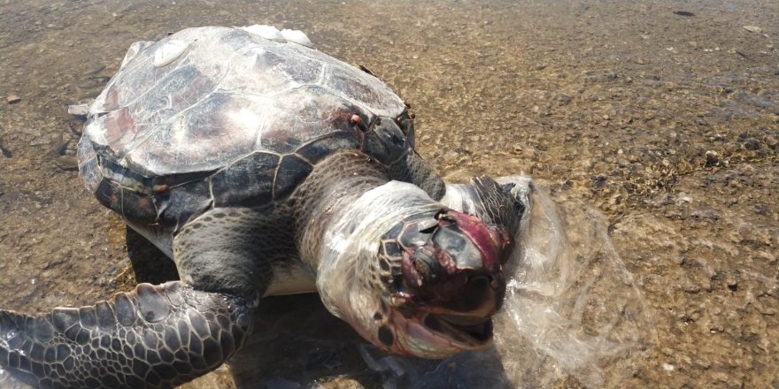 Ağ ve misinalardan kurtarıldı denize bırakıldı