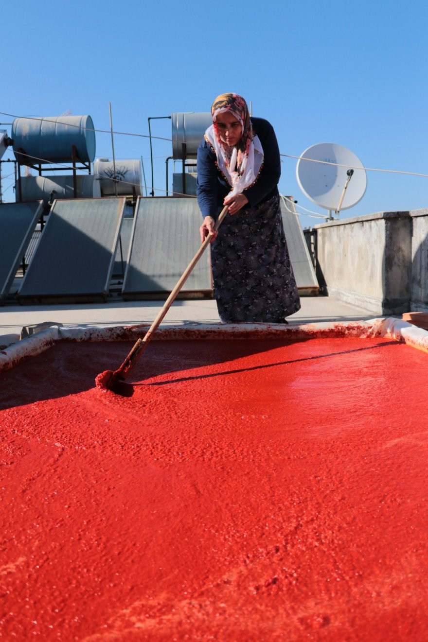 Salça sezonunun başladığı Adana’da damlar kırmızıya boyanıyor