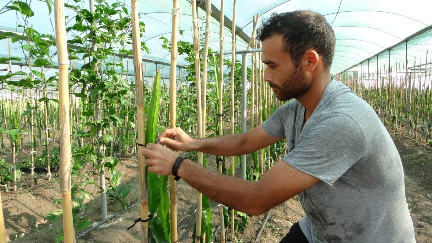 Hayvan yemi ektikleri tarlayı tropikal meyve üretim merkezine çevirdiler