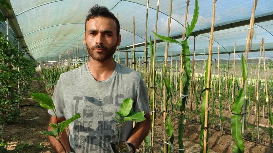 Hayvan yemi ektikleri tarlayı tropikal meyve üretim merkezine çevirdiler