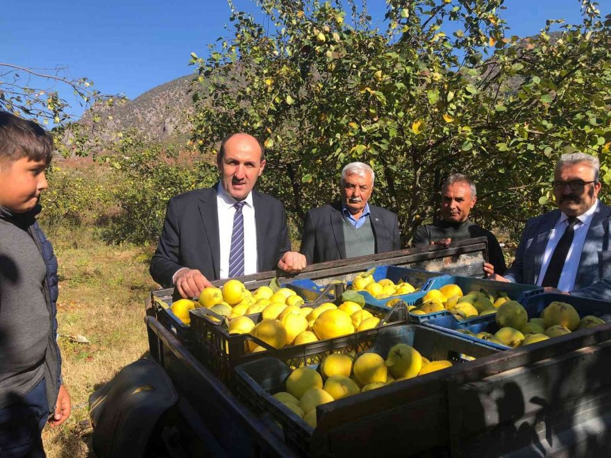 Saimbeyli ayvası organik üretilecek