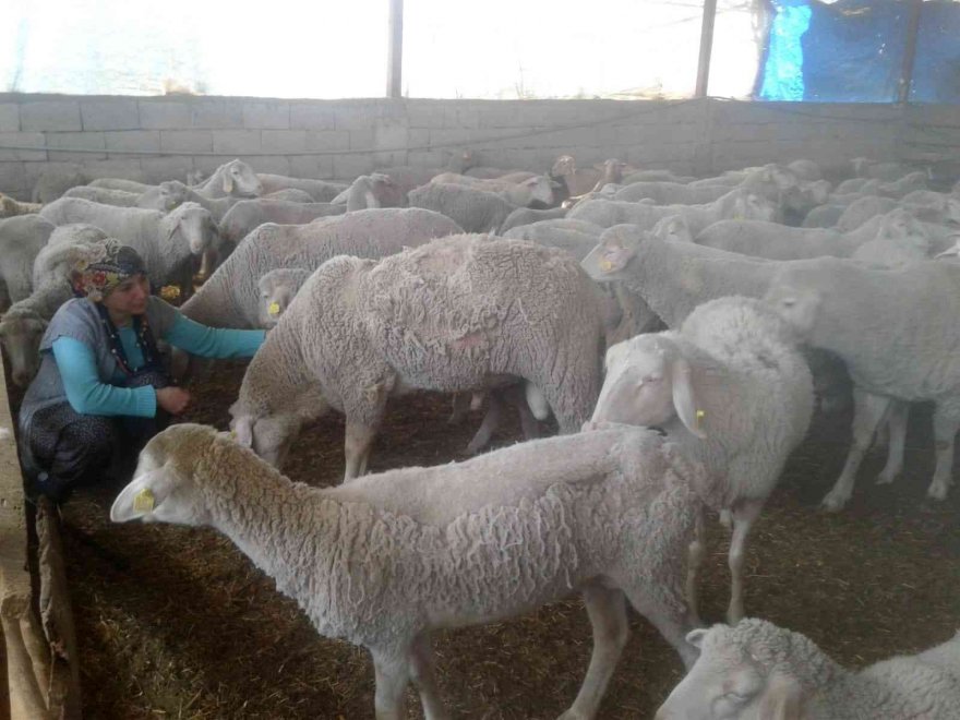 Aladağ'da yolu kapatılan besici kadın açlık grevine başladı