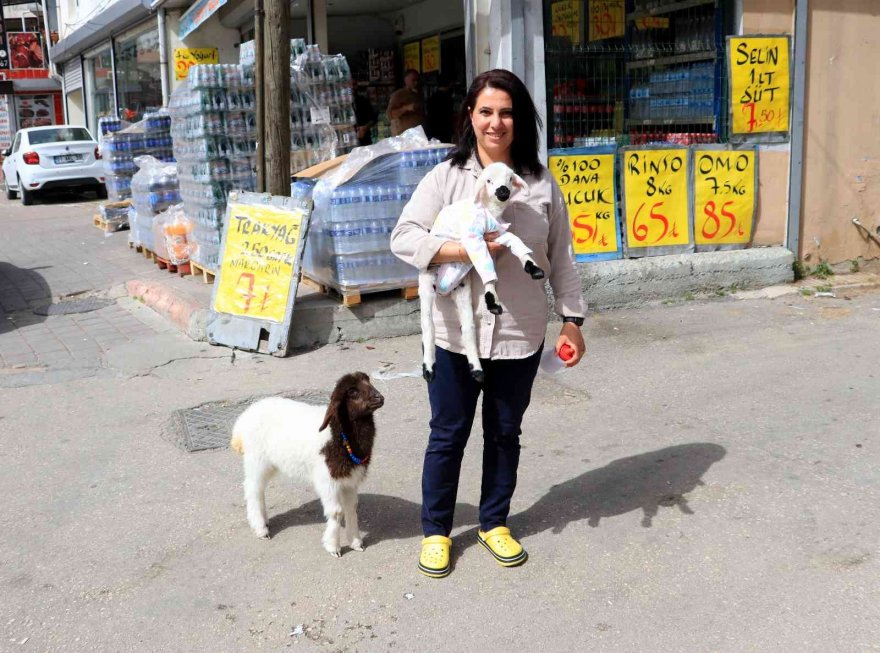 Anneleri ölmüş kuzulara evinde bebek gibi bakıyor