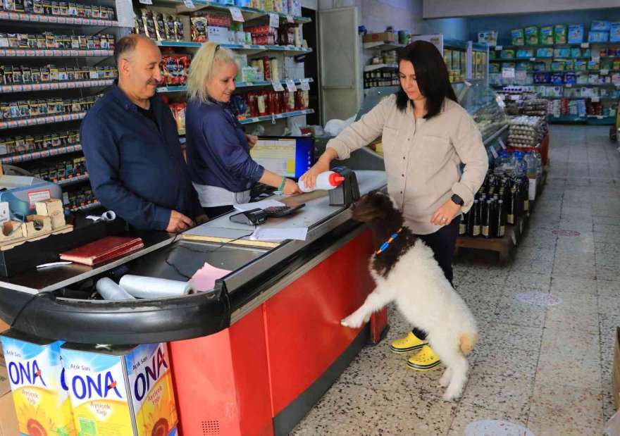 Anneleri ölmüş kuzulara evinde bebek gibi bakıyor