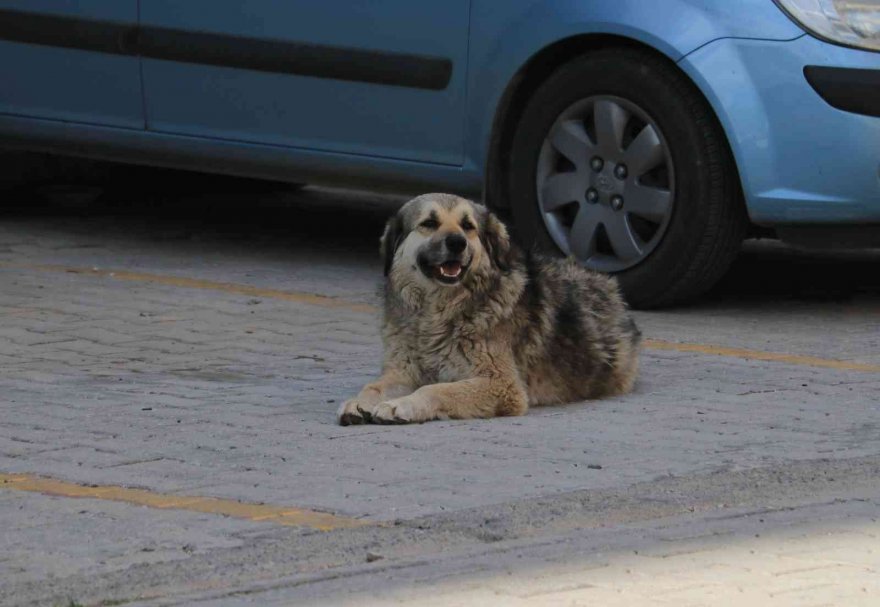 Adana'da sokak köpekleri o mahallelinin kabusu oldu