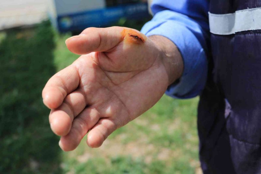 Adana'da sokak köpekleri o mahallelinin kabusu oldu