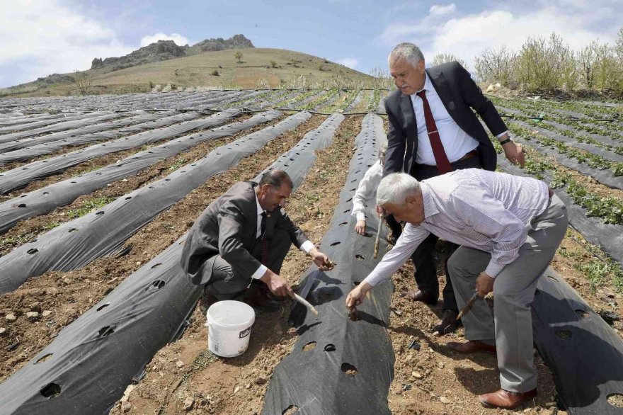 Pozantı’da 1 milyon 200 çilek fidesi dağıtıldı