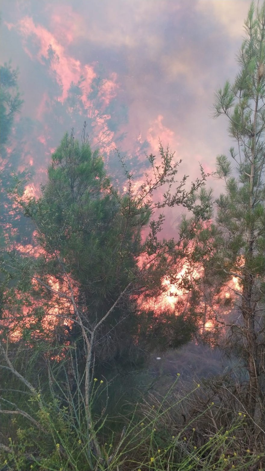 Adana’da orman yangını kontrol altına alındı